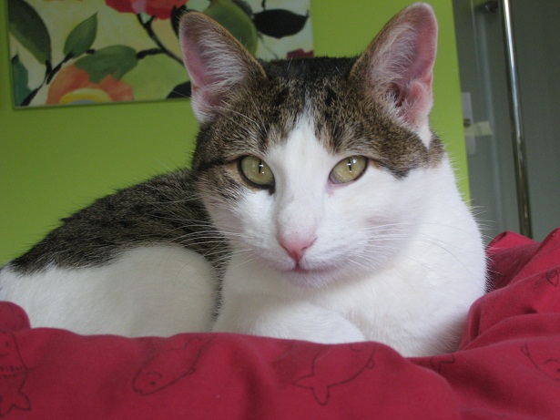 Olja
