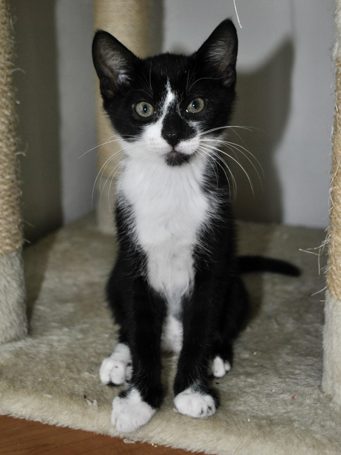 Oreo