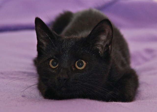 Panter
