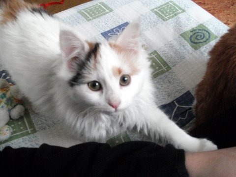 Bella in Pie