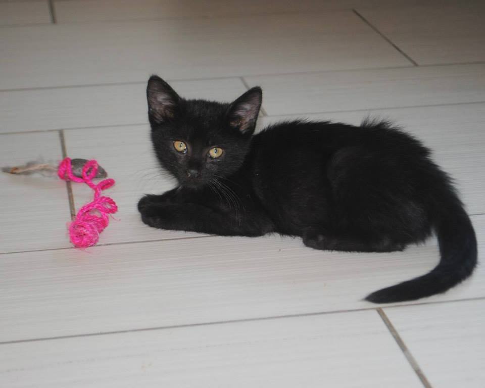 Pipi