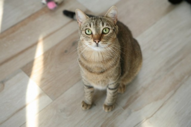 Piki