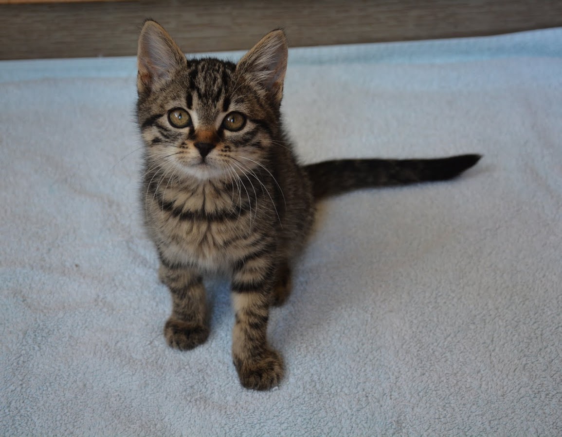 Romeo