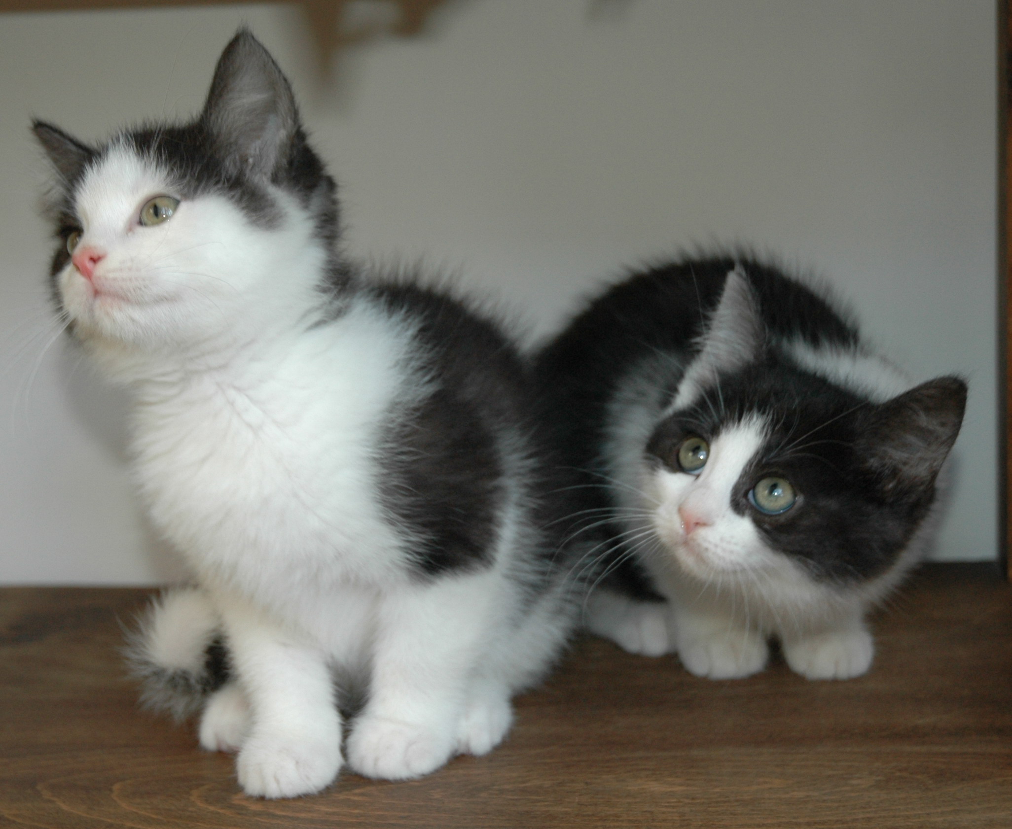 Žandi & žana