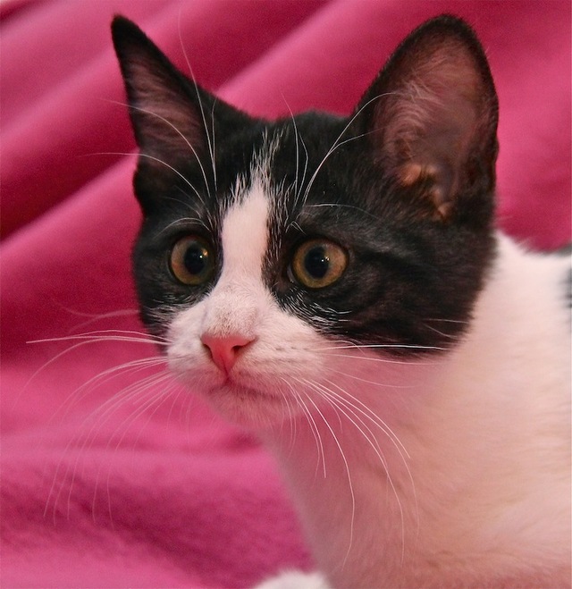 Tika