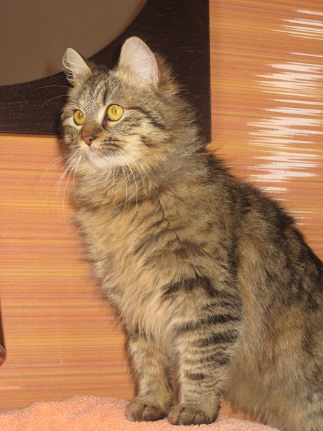 Zarja
