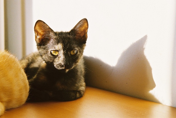 Zuzu